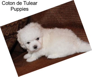 Coton de Tulear Puppies