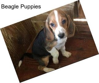 Beagle Puppies