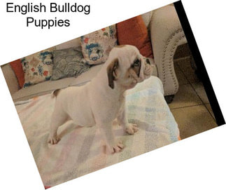 English Bulldog Puppies