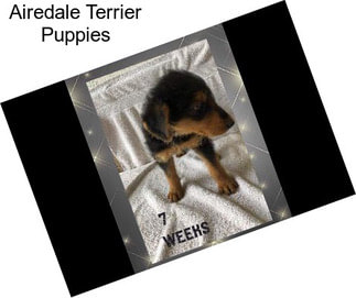 Airedale Terrier Puppies