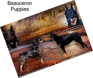 Beauceron Puppies