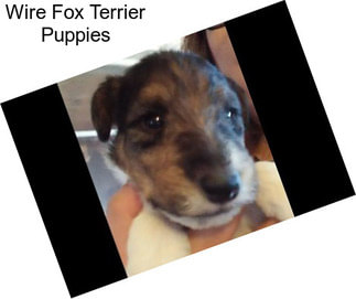 Wire Fox Terrier Puppies