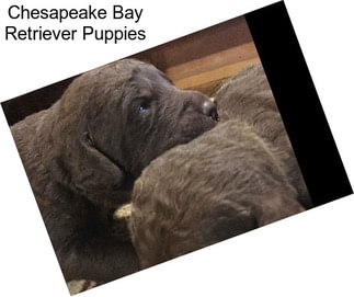 Chesapeake Bay Retriever Puppies