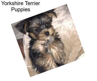 Yorkshire Terrier Puppies