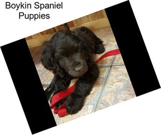 Boykin Spaniel Puppies