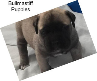 Bullmastiff Puppies