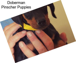 Doberman Pinscher Puppies