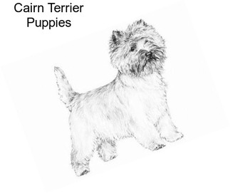 Cairn Terrier Puppies