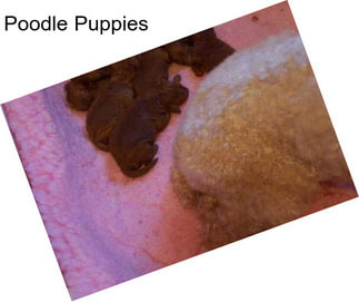 Poodle Puppies