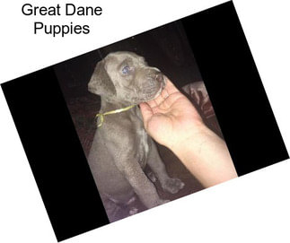 Great Dane Puppies