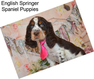 English Springer Spaniel Puppies