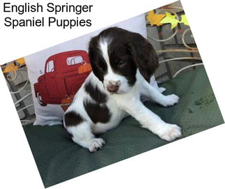 English Springer Spaniel Puppies