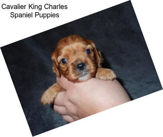 Cavalier King Charles Spaniel Puppies