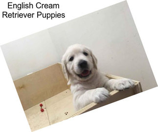 English Cream Retriever Puppies