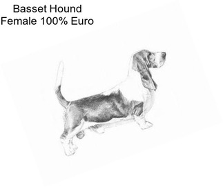 Basset Hound Female 100% Euro