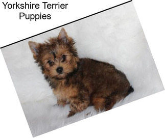 Yorkshire Terrier Puppies