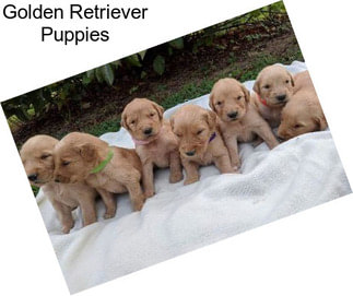 Golden Retriever Puppies