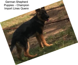 German Shepherd Puppies - Champion Import Lines Quenn