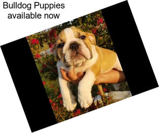 Bulldog Puppies available now