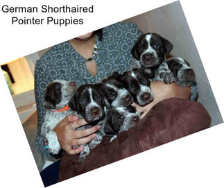 German Shorthaired Pointer Puppies