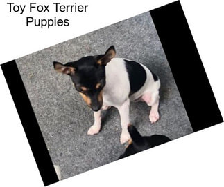 Toy Fox Terrier Puppies