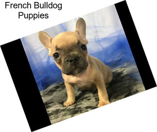 French Bulldog Puppies