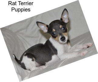 Rat Terrier Puppies