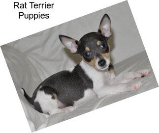 rat terrier puppies for sale