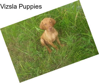 Vizsla Puppies