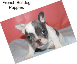 French Bulldog Puppies