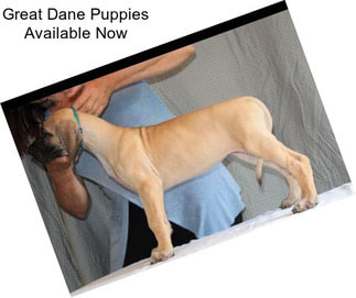 Great Dane Puppies Available Now