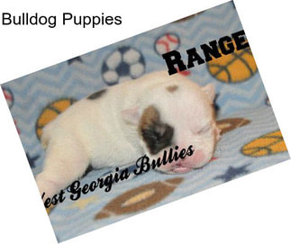 Bulldog Puppies