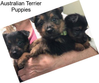 Australian Terrier Puppies