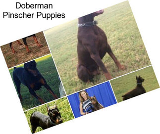 Doberman Pinscher Puppies