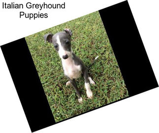 Italian Greyhound Puppies