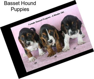 Basset Hound Puppies