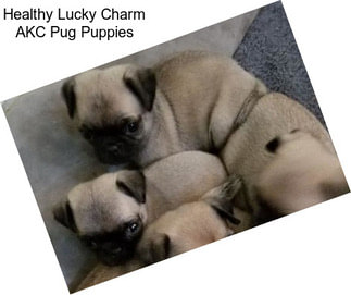 Healthy Lucky Charm AKC Pug Puppies