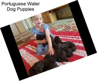 Portuguese Water Dog Puppies