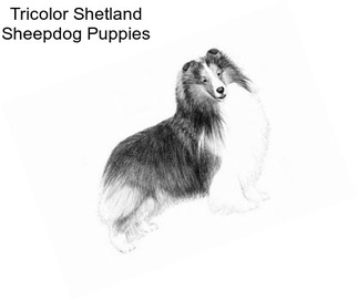 Tricolor Shetland Sheepdog Puppies