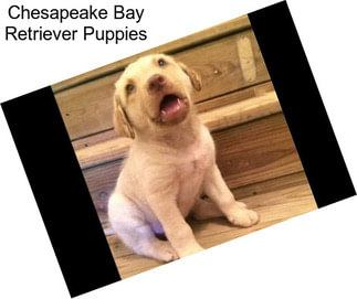 Chesapeake Bay Retriever Puppies