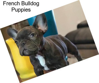 French Bulldog Puppies