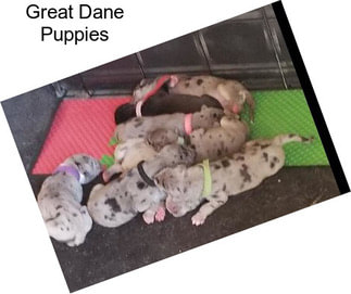 Great Dane Puppies