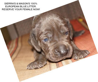 SIERRA\'S & MASON\'S 100% EUROPEAN BLUE LITTER. RESERVE YOUR FEMALE NOW!