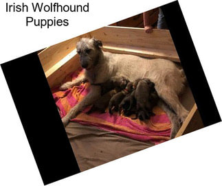 Irish Wolfhound Puppies