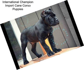 International Champion Import Cane Corso Puppies