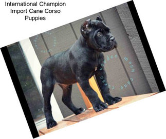 import cane corso puppies