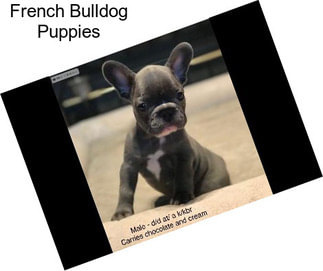 French Bulldog Puppies