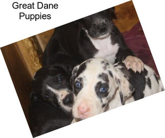 Great Dane Puppies