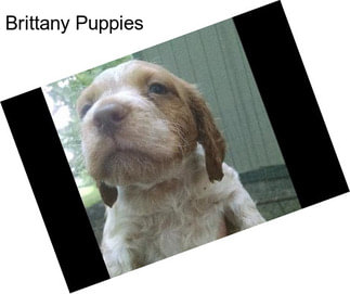 Brittany Puppies