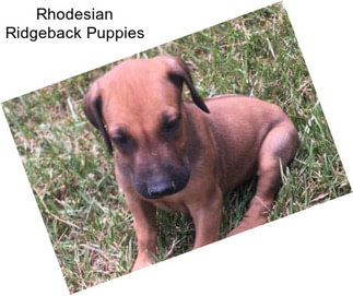 Rhodesian Ridgeback Puppies